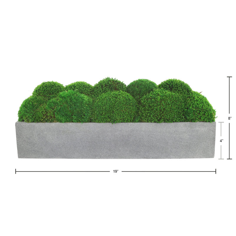 Nature's Nostalgia Moss Plant in Fiberstone Planter, Gray, 8'' H x 19'' W x 8'' D