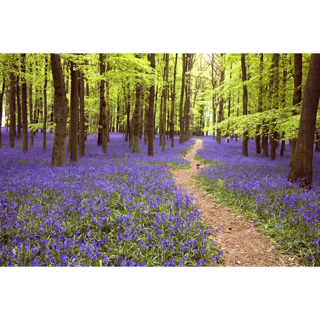 Bluebell Wood von PhilipJamesToy - Kunstdrucke auf Leinwand - Wrapped Canvas