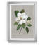 Magnolia botanique - reproduction de photo encadrée sur papier-1672420466-1672420456