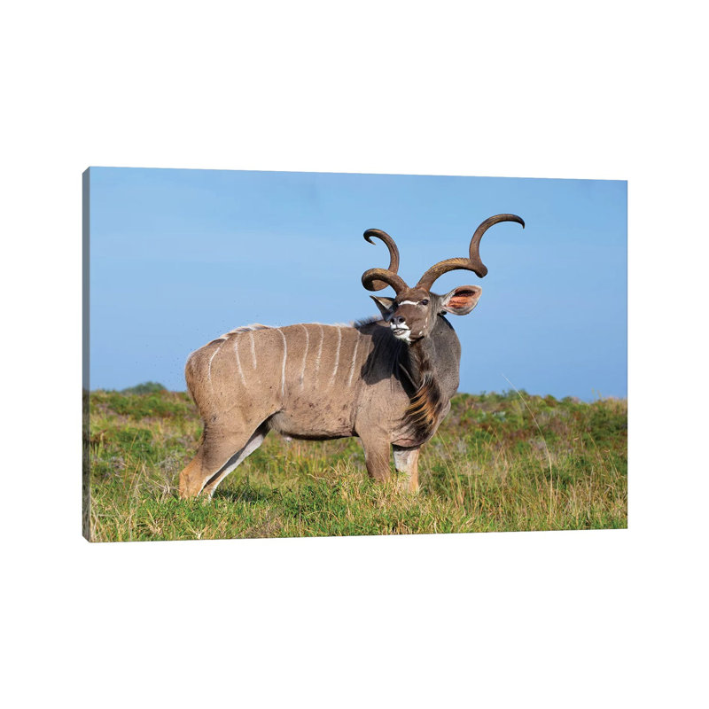 Kudu Isimangaliso by Mogens Trolle - Wrapped Canvas Print, 20.32 cm H x 30.48 cm W