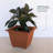 Bloem: Dayton Square Deck Planter: 15" - Terra Cotta