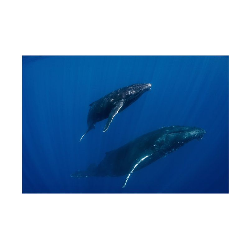 Cedric Peneau Humpback Whales Reunion Canvas Art, H 12 po x l 19 po