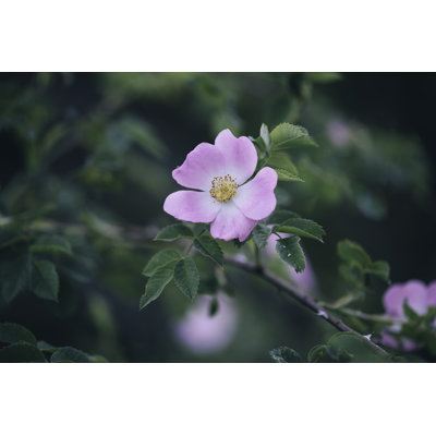" Pink Dog Rose "