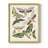 Antique Moths II Framed Print - Solid Wood-462038198-462038189