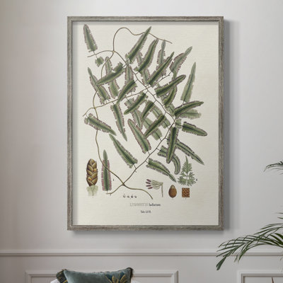 Botanical Society Ferns X Framed Print - Solid Wood