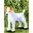 Terrier Jack Russell 2