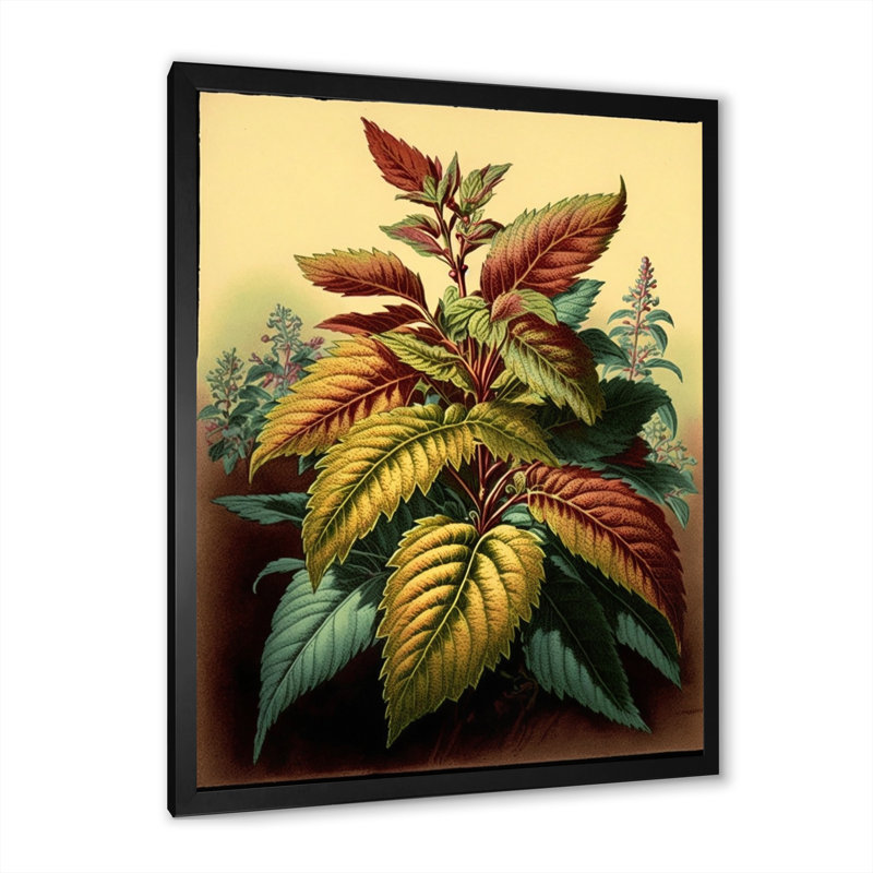 «Coleus Plant Vintage Botanical Illustration I», reproduction sur toile, H 40 po x l 30 po x P 1,5 po, Cadre simple noir
