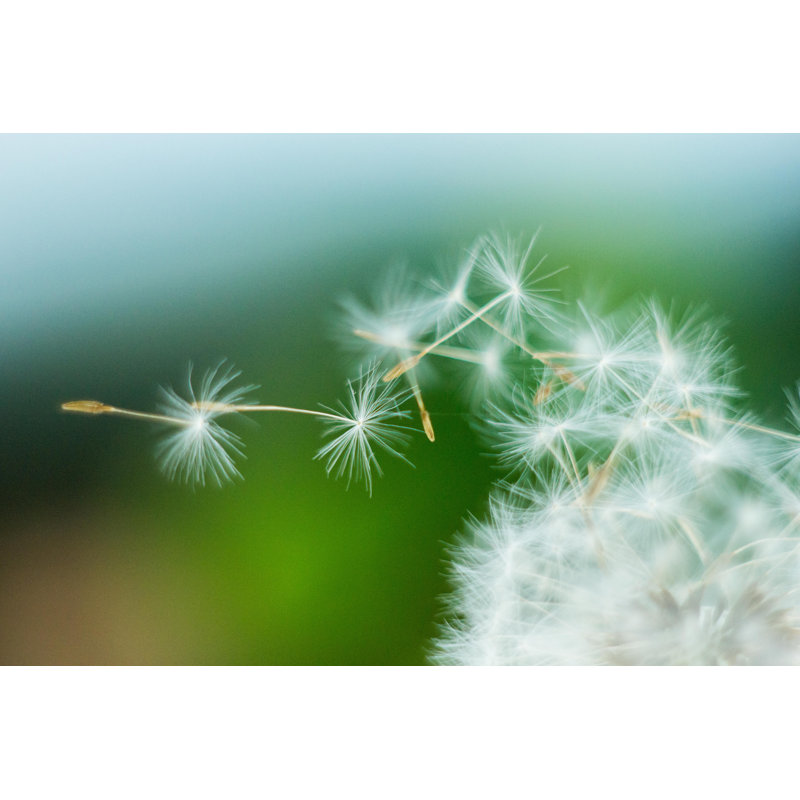 Close-up Of A Dandelion Blow Ball And Flying Seeds by Scharfsinn86 - Wrapped Canvas Print, 81cm H x 122cm W x 3.8cm D