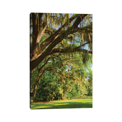 " USA, Florida. Tropical Garden With Palm Trees And Living Oak Covered In Spanish Moss " by Anna Miller