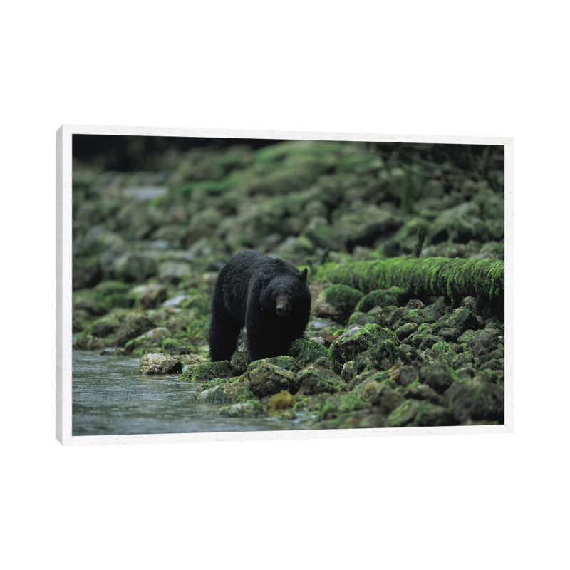 A Black Bear Fishing In Clayoquot Sound by Joel Sartore - Gallery-Wrapped Canvas Giclée on Canvas, 66.04 cm H x 45.72 cm W