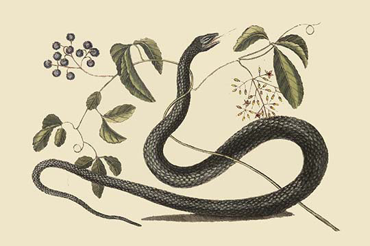 « black serpent » par catesby catesby, impression, H 24 po x l 36 po x P 1,5 po