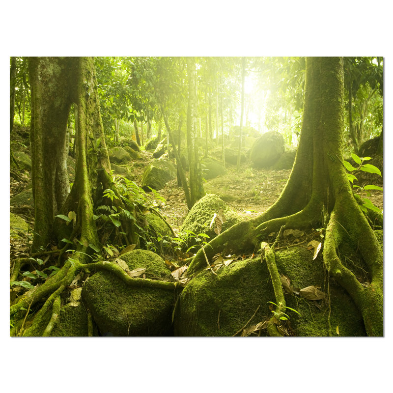 «Forest with Sun Landscape» par Designart, reproduction de photo sur toile 2 pièces, H 30 po x l 40 po