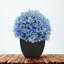 Arrangement d'hortensias en tissu synthétique bleu en pot-1488260804-1553681571