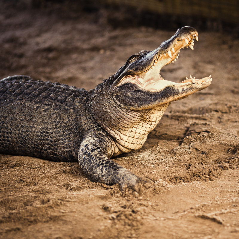 American Alligator by Thepalmer, 30" H x 30" W