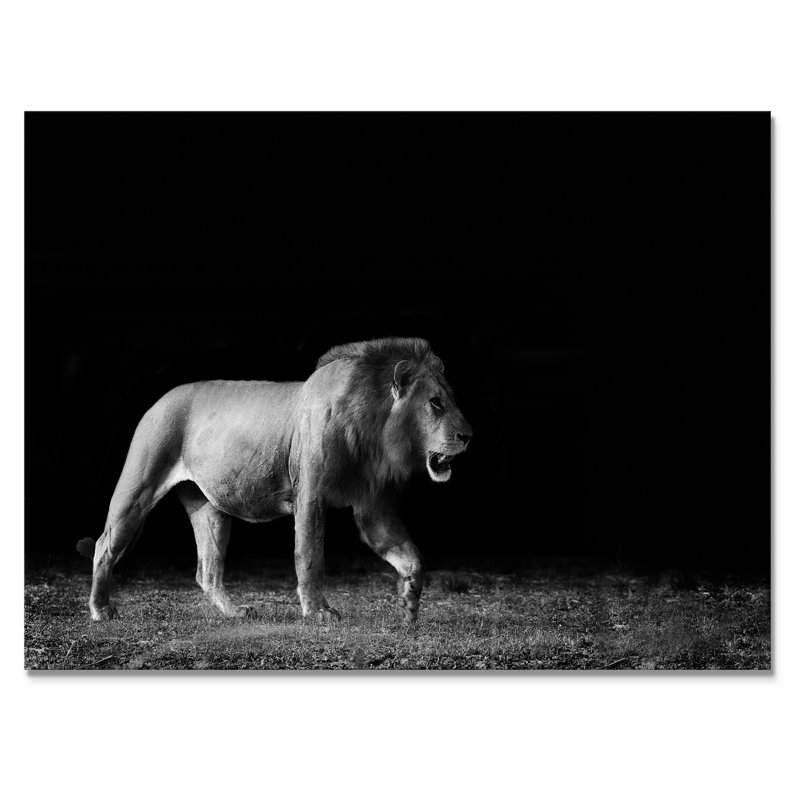 Lion africain en noir et blanc - Photographie sur toile, H 30 po x l 40 po x P 1,5 po, Toile tendue