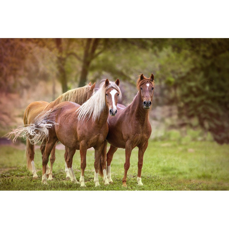 Chevaux dans le champ I, H 12 po x l 18 po x P 1,25 po