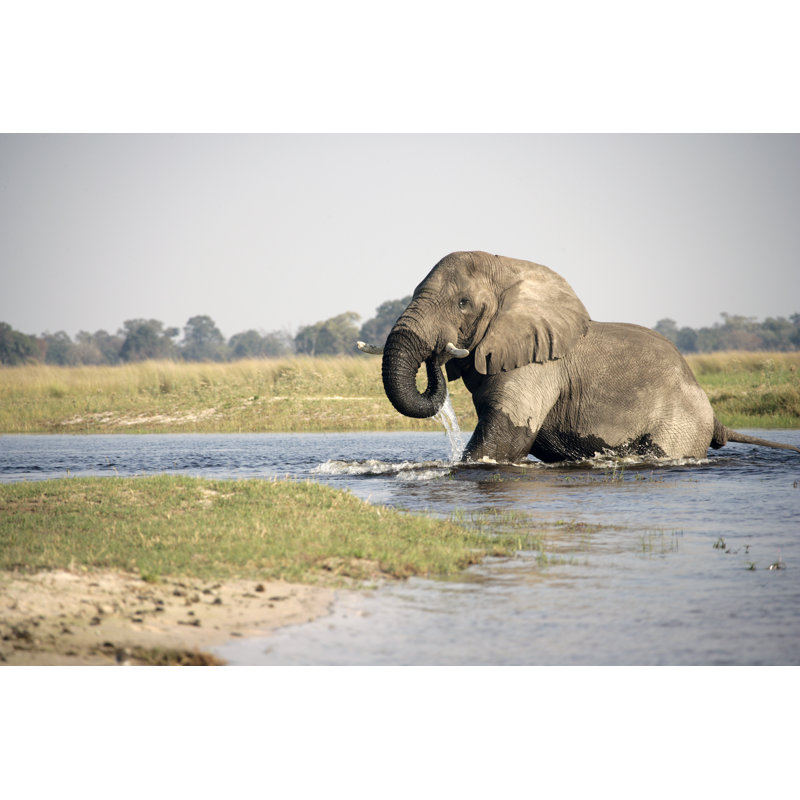 Éléphant buvant dans la rivière par Pjmalsbury, H 32 po x l 48 po