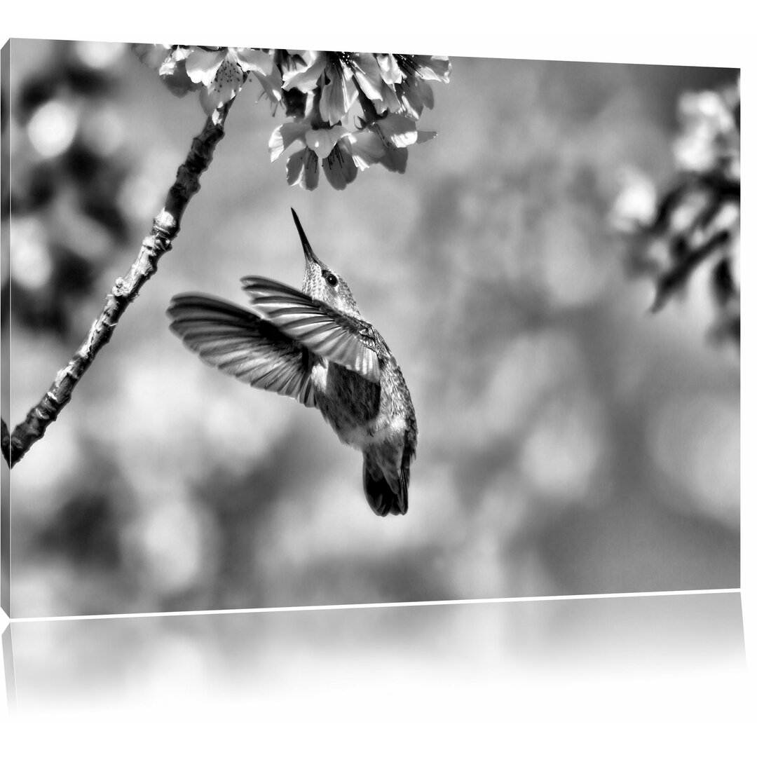 Leinwandbild Kolibri an Kirschblüte in Monochrom