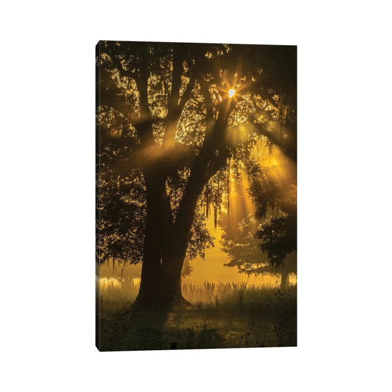 USA, Louisiana, Lake Martin. Tree Silhouette In Foggy Sunrise. by Jaynes Gallery - Wrapped Canvas Print
