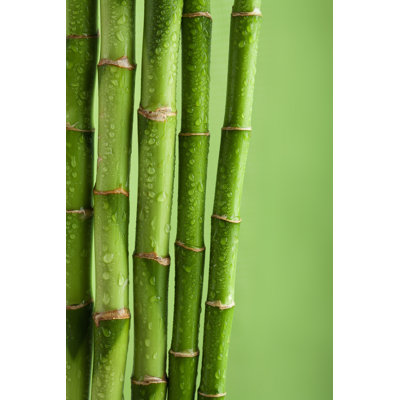 " Bamboo Background " by Olgamiltsova