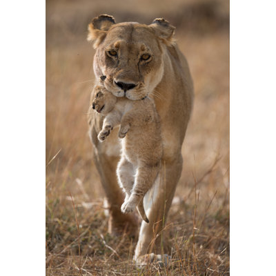 " Last Lion Cub "
