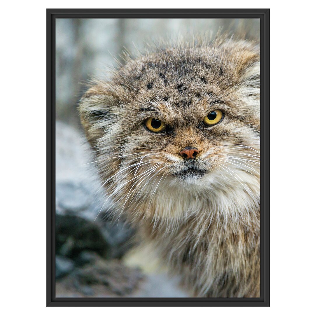 Gerahmtes Wandbild wütende Manul