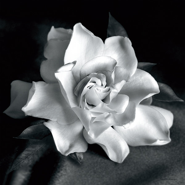 "Gardenia" par Debra VanS vêtementsingen, photographie de fleur sur toile tendue, H 10 po x l 10 po, Blanc