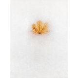 Frozen In Time Print by Scott Norris