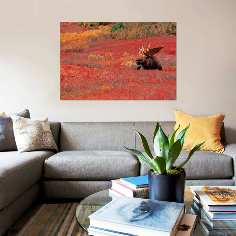 « bull orignal, denali national park & preserve, alaska, usa », reproduction de photo sur toile, H 8 po x l 12 po x P 0,75 po