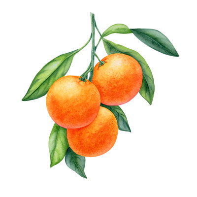 Tangerine Fruit - Wrapped Canvas Painting