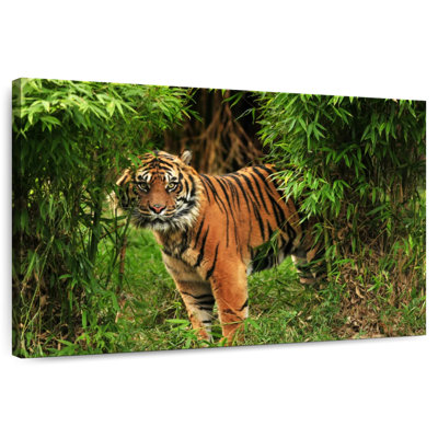 Tigre du Bengale dans la jungle Brampt