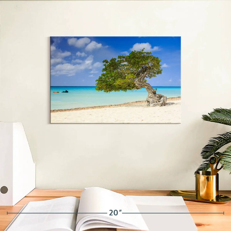 Arbre Aruba Gillard Divi Divi, H 8 po x l 12 po