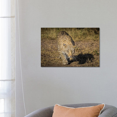 Africa, Kenya. Leopard Ready To Attack by Jaynes Gallery - Wrapped Canvas Print