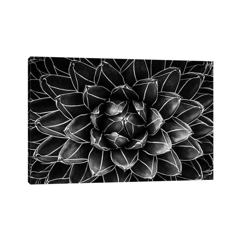 Natural Math by Monica Valentina Patrascoiu - Wrapped Canvas Gallery-Wrapped Canvas Giclée