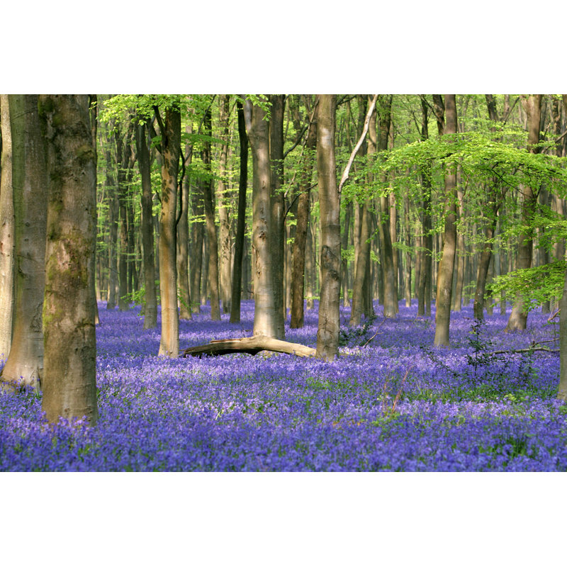 Bluebell Wood - photographie sur toile tendue, H 20 po x l 30 po