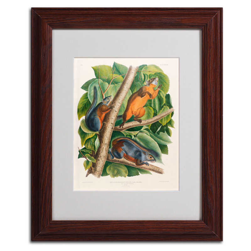 «Red-Bellied Squirrel» par John James Audubon - reproduction d'art sur toile, H 14 po x l 11 po x P 0,5 po, Brun