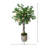 Lemon Tree in Fiberstone Pot