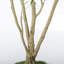 8FT Artificial Olive Tree with Large Decorative White Planter, Tall Faux Tree for Indoor and Covered Outdoor Decor, 1pc/set