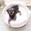 Canapé-lit pour chien avec coussin rembourré amovible Nott Dog-194298689