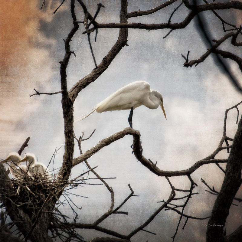 Respite by Debra Van Swearingen - Wrapped Canvas Photograph Print, 76cm H x 76cm W