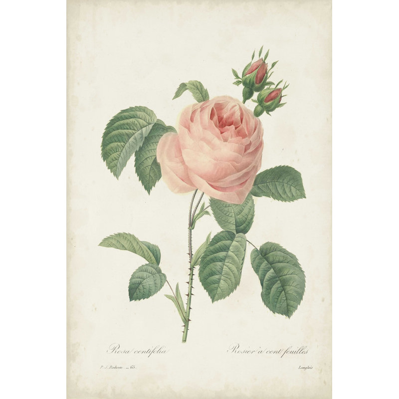 Roses rétro Redoute IV, H 18 po x l 12 po