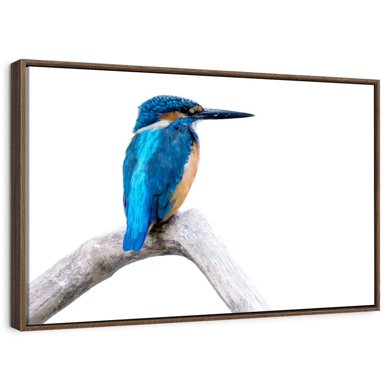 Martin-pêcheur femelle, Cadre flottant noyer, 31 po x 21 po