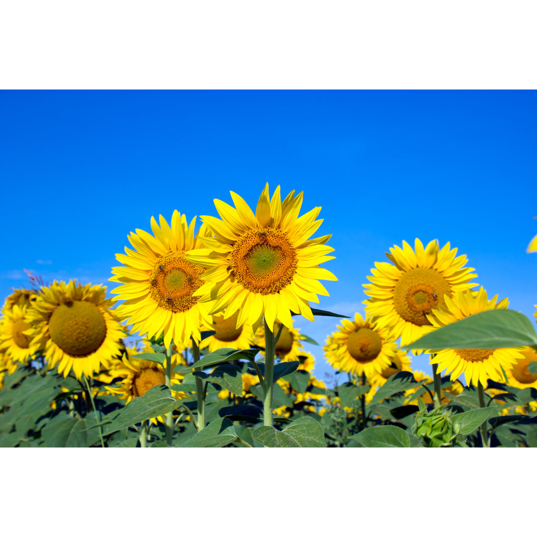 Leinwandbild Honey Bee Polinate Sunflowers von Photoiris2021