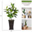 Real touch 73" fake Rubber tree in a fiberstone planter