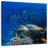 Brampt Corals And Turtle