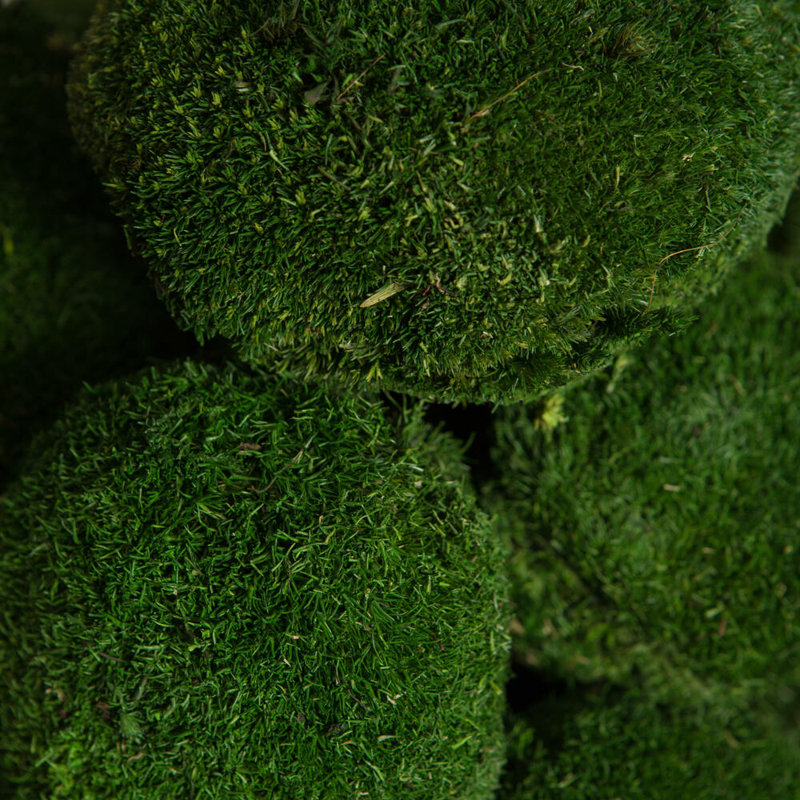 3.5'' Plant