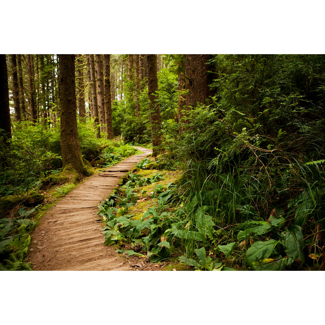 Wanderweg durch die Redwoods von Andipantz - Leinwandbild