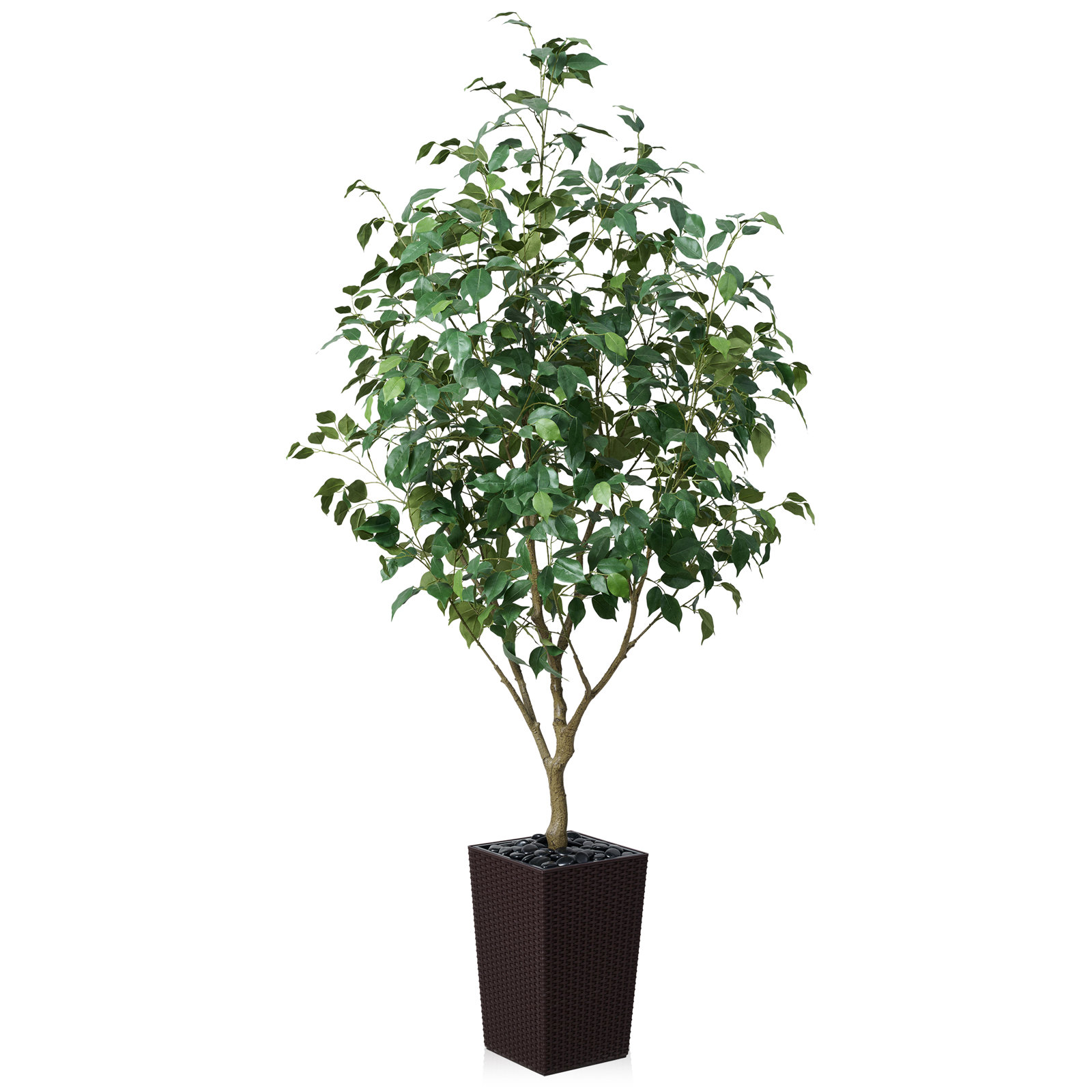 George Ficus Tree in Decorative Vase, 72" H x 24" W x 24" D, Brown