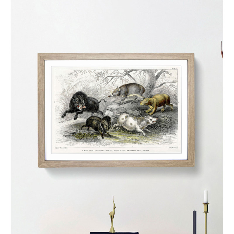 Wild Pig Illustration by Oliver Goldsmith - Framed Print, 27cm H x 36cm W x 2cm D, Oak Framed