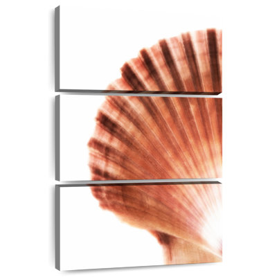 Aletra Scallop Seashell II